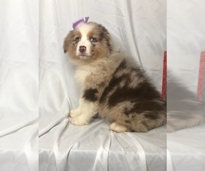 Australian Shepherd Puppy for sale in INDIANAPOLIS, IN, USA