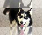 Small Siberian Husky