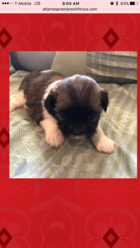Medium Photo #1 Shih Tzu Puppy For Sale in LAWRENCEVILLE, GA, USA