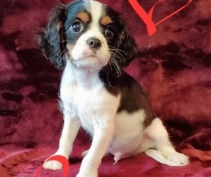Cavalier King Charles Spaniel Puppy for sale in LAMAR, AR, USA