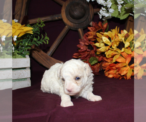 Medium Photo #9 Poodle (Toy) Puppy For Sale in CHANUTE, KS, USA