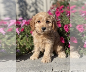 Cockapoo Puppy for sale in CANOGA, NY, USA