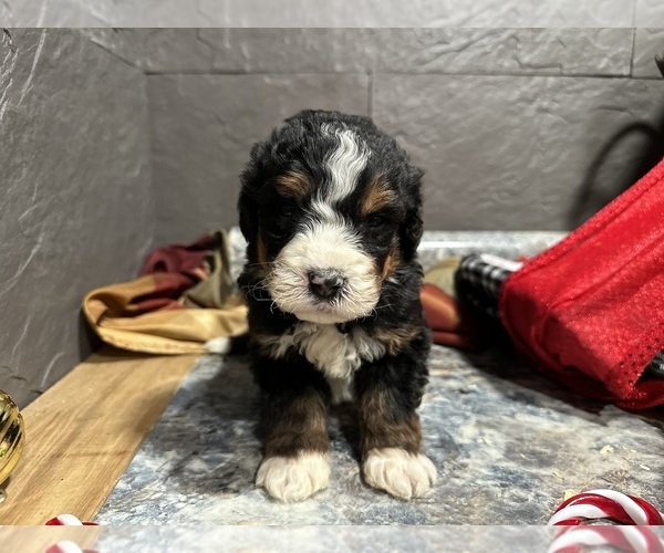 Medium Photo #4 Bernedoodle Puppy For Sale in ATHENS, WI, USA