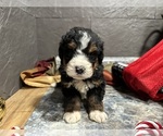 Small Photo #29 Bernedoodle Puppy For Sale in ATHENS, WI, USA