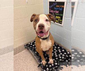 Mutt Dogs for adoption in Brighton, CO, USA