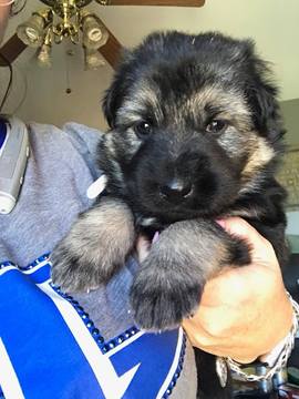 Medium Photo #1 German Shepherd Dog Puppy For Sale in BEREA, KY, USA