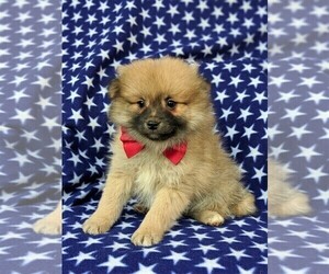 Pomeranian Puppy for sale in CHRISTIANA, PA, USA