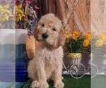 Small #6 Poodle (Standard)