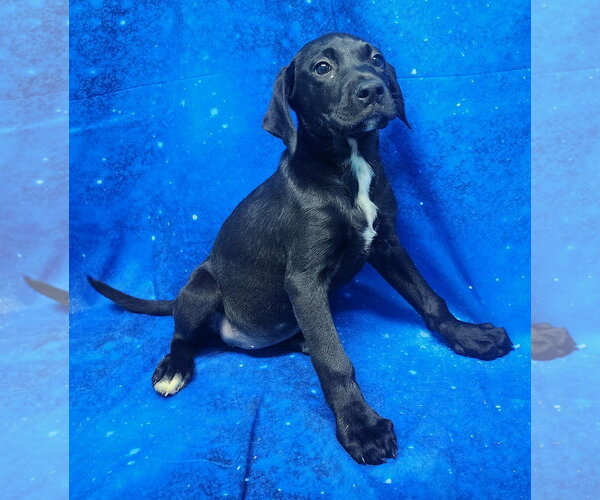 Medium Photo #2 Labrador Retriever-Unknown Mix Puppy For Sale in Wetumpka, AL, USA