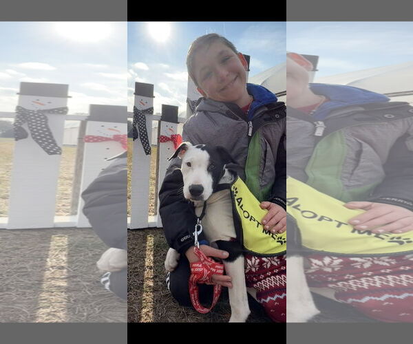 Medium Photo #4 Mutt Puppy For Sale in NYC, NY, USA