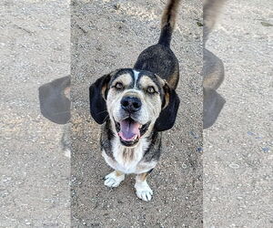 Beagle-Unknown Mix Dogs for adoption in Apple Valley, CA, USA
