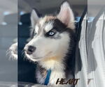 Small #3 Siberian Husky