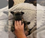 Small Photo #5 French Bulldog Puppy For Sale in CLYDE, MI, USA