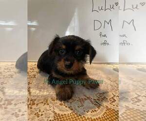 Yorkshire Terrier Puppy for sale in BUNNELL, FL, USA