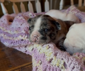Faux Frenchbo Bulldog Puppy for sale in MAYFIELD, KY, USA