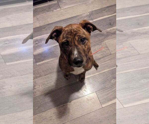 Medium Photo #1 Mutt Puppy For Sale in Gibbstown, NJ, USA