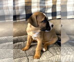 Small #10 Boxer-Staffordshire Bull Terrier Mix