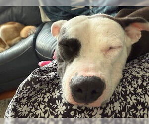 American Pit Bull Terrier Dogs for adoption in Hillsboro, NH, USA