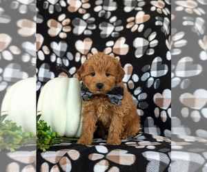 Goldendoodle (Miniature) Puppy for sale in LINCOLN UNIVERSITY, PA, USA