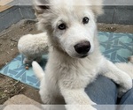 Puppy 4 Samoyed-Siberian Husky Mix