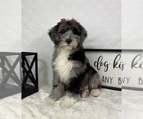 Medium Photo #5 Bernedoodle (Miniature) Puppy For Sale in GREENFIELD, IN, USA