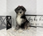 Small #4 Bernedoodle (Miniature)