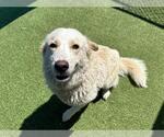 Small #1 Australian Shepherd Mix