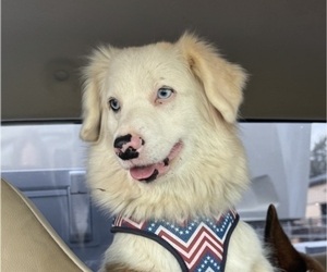 Mother of the Aussie-Corgi puppies born on 03/01/2026