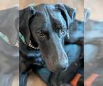 Small #16 Doberman Pinscher