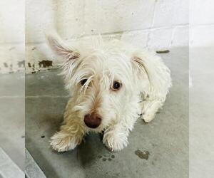Cairn Terrier Dogs for adoption in Santa Maria, CA, USA
