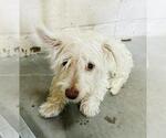 Small Cairn Terrier