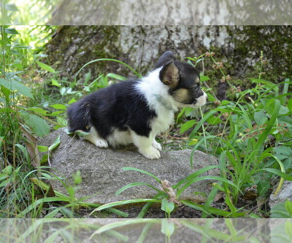 Medium Photo #3 Pembroke Welsh Corgi Puppy For Sale in TUPELO, MS, USA