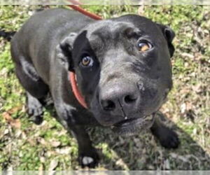 Mutt Dogs for adoption in Houston, TX, USA