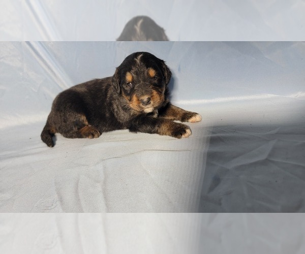 Medium Photo #82 Golden Mountain Dog Puppy For Sale in BLACK FOREST, CO, USA