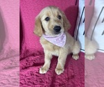 Small #2 Golden Retriever