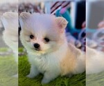 Small Pomeranian