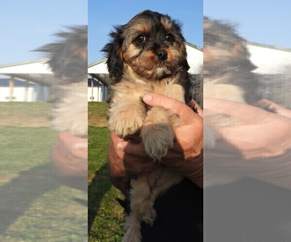 Medium Photo #2 Cavapoo Puppy For Sale in CARLISLE, KY, USA
