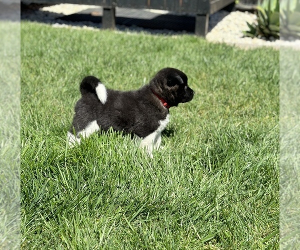 Medium Photo #3 Akita Puppy For Sale in DIXON, CA, USA