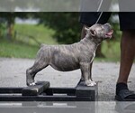 Small Photo #4 American Bully Puppy For Sale in BRANDYWINE, MD, USA