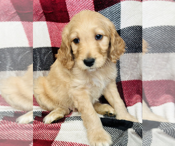 Medium Photo #2 Goldendoodle Puppy For Sale in SURPRISE, AZ, USA