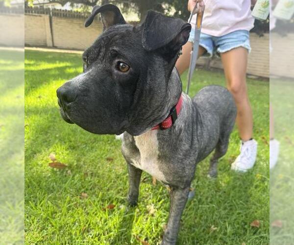 Medium Photo #1 Chinese Shar-Pei-Unknown Mix Puppy For Sale in Camarillo, CA, USA