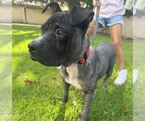 Chinese Shar-Pei-Unknown Mix Dogs for adoption in Camarillo, CA, USA