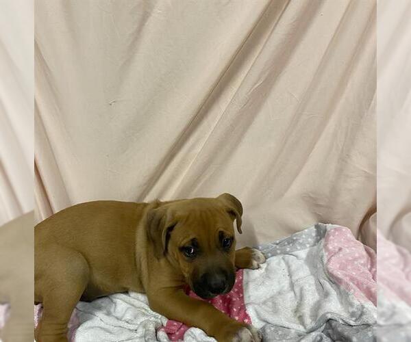 Medium Photo #1 American Bandogge mastiff Puppy For Sale in Modesto, CA, USA