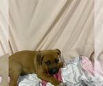 Small American Bandogge mastiff