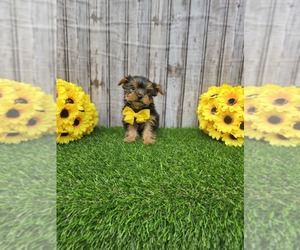 Yorkshire Terrier Puppy for sale in GRAND RAPIDS, MI, USA