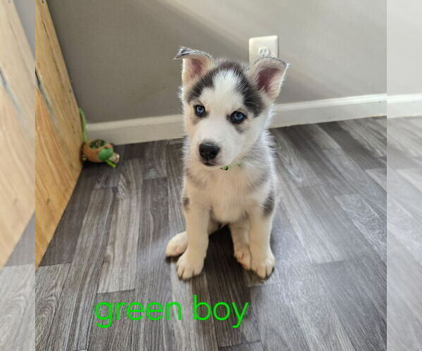 Medium Photo #28 Siberian Husky Puppy For Sale in KING GEORGE, VA, USA
