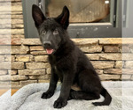 Small Photo #16 German Shepherd Dog Puppy For Sale in LENOIR, NC, USA