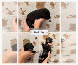 Medium Dalmatian-Labrador Retriever Mix