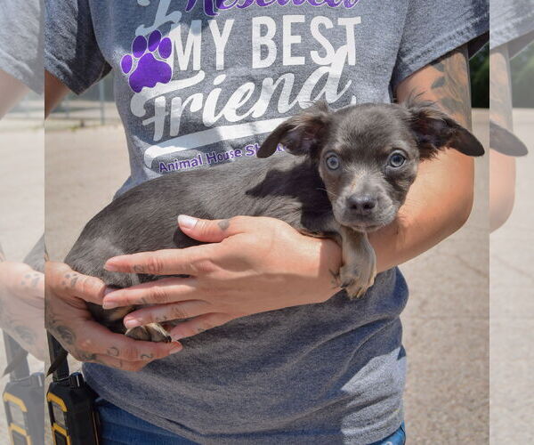 Medium Photo #3 Chion Puppy For Sale in Huntley, IL, USA