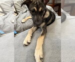 Small #2 German Shepherd Dog Mix
